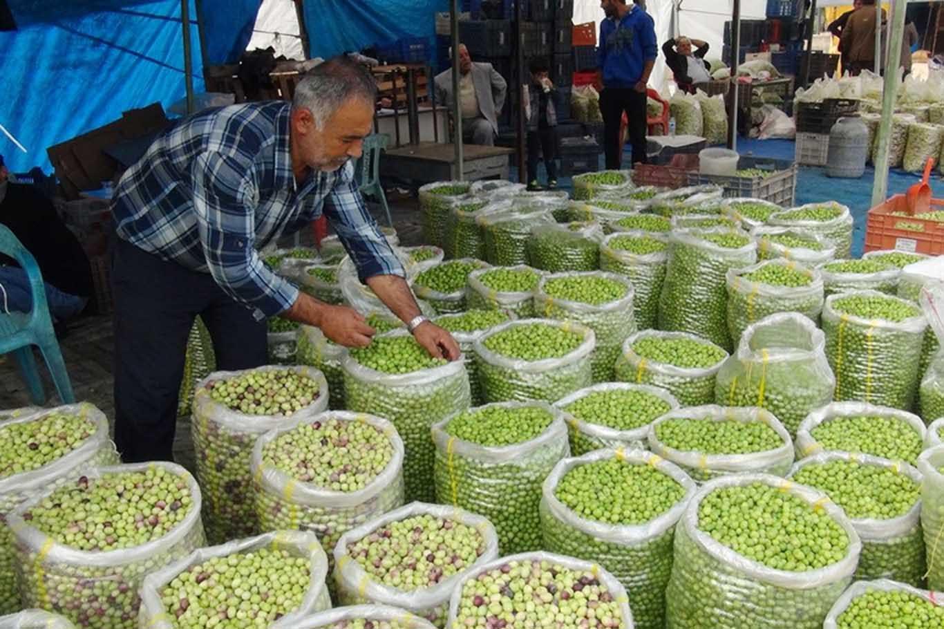 Tarladan sofraya yeşil zeytin